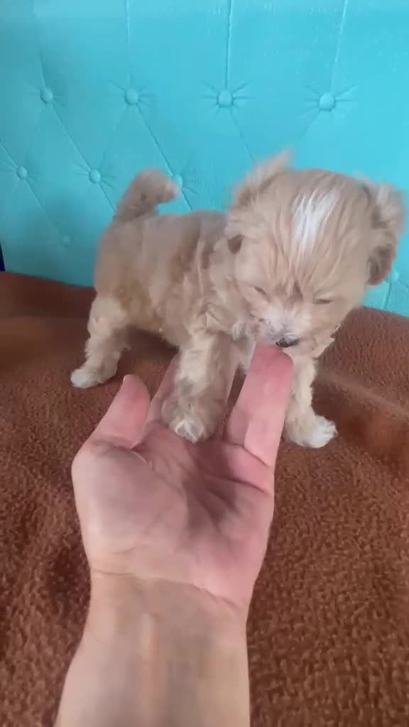 Maltipoo perros en venta: Maltipoo muy bonitos !! - Video 1