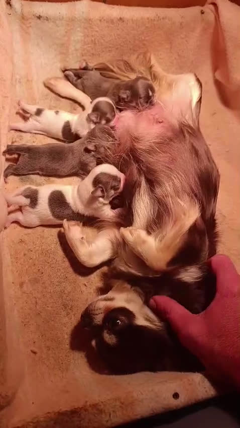 Chihuahua perros en venta: Chihuhuas toy  - Video 1