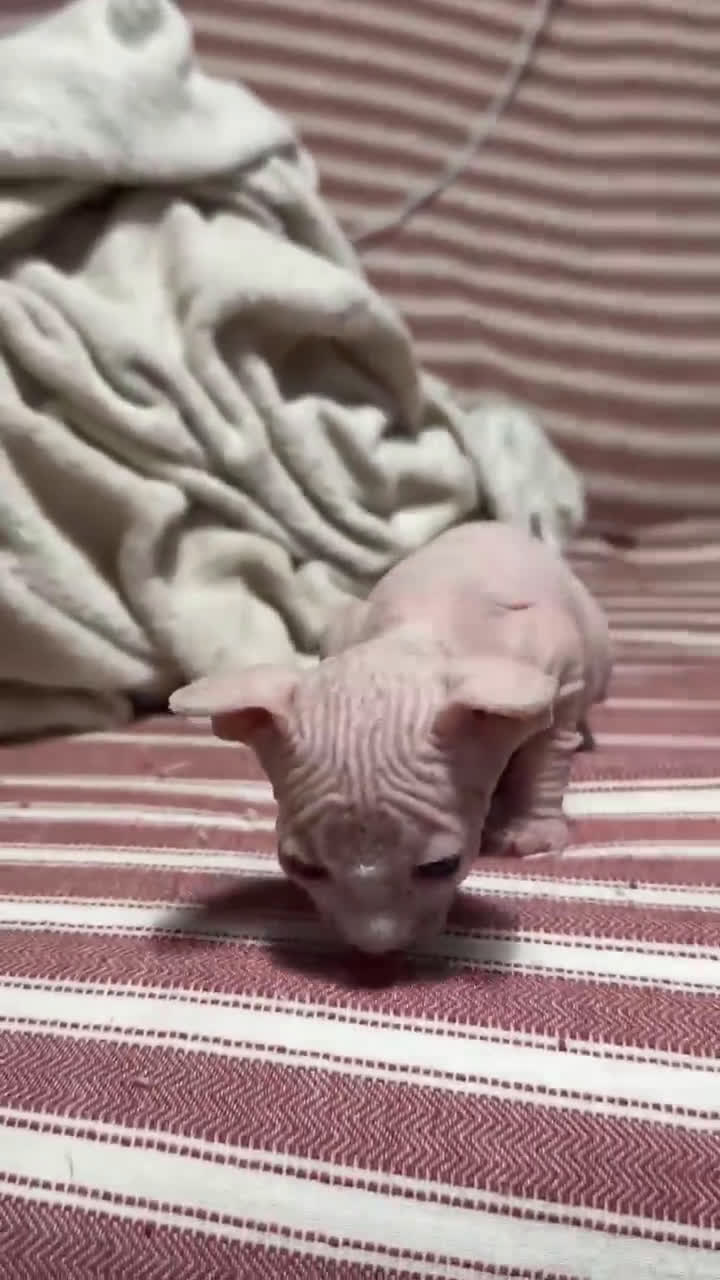 Sphynx gatos en venta: Camada Sphynx enero - Video 3