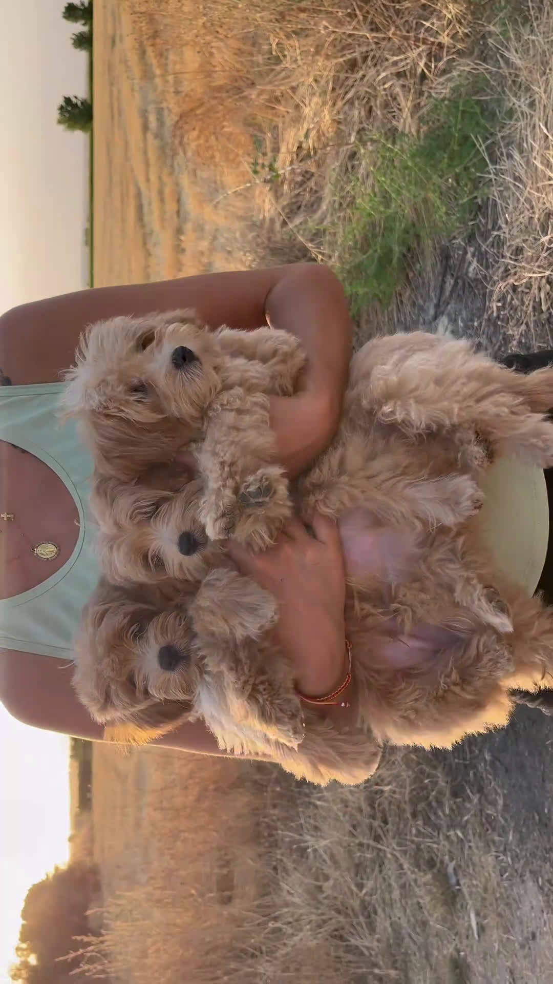 Maltipoo perros en venta: Camada Maltipoo - Video 1