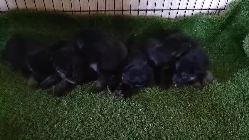 Pastor Alemán perros en venta: Camada de Pastor Alemán  - Video 1