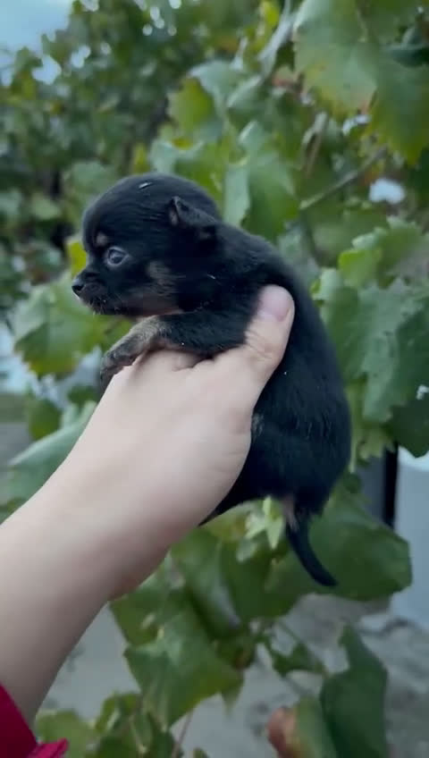 Chihuahua perros en venta: Cachorros Chihuahua toy cabeza manzana - Video 4