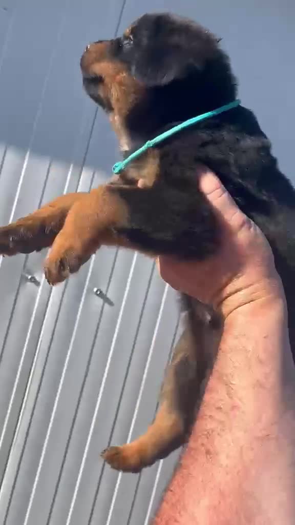 Rottweiler perros en venta:  Rottweiler  en Sevilla - Video 4