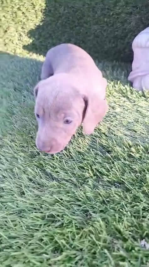 Teckel Miniatura perros en venta: Teckel kanichen isabela disponibles  - Video 1