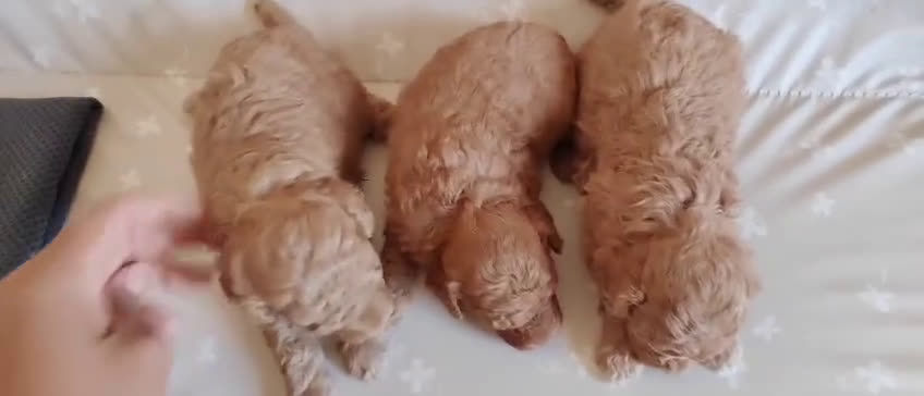 Caniche Toy perros en venta:  Nueva Camada de Caniche Toy - Video 3