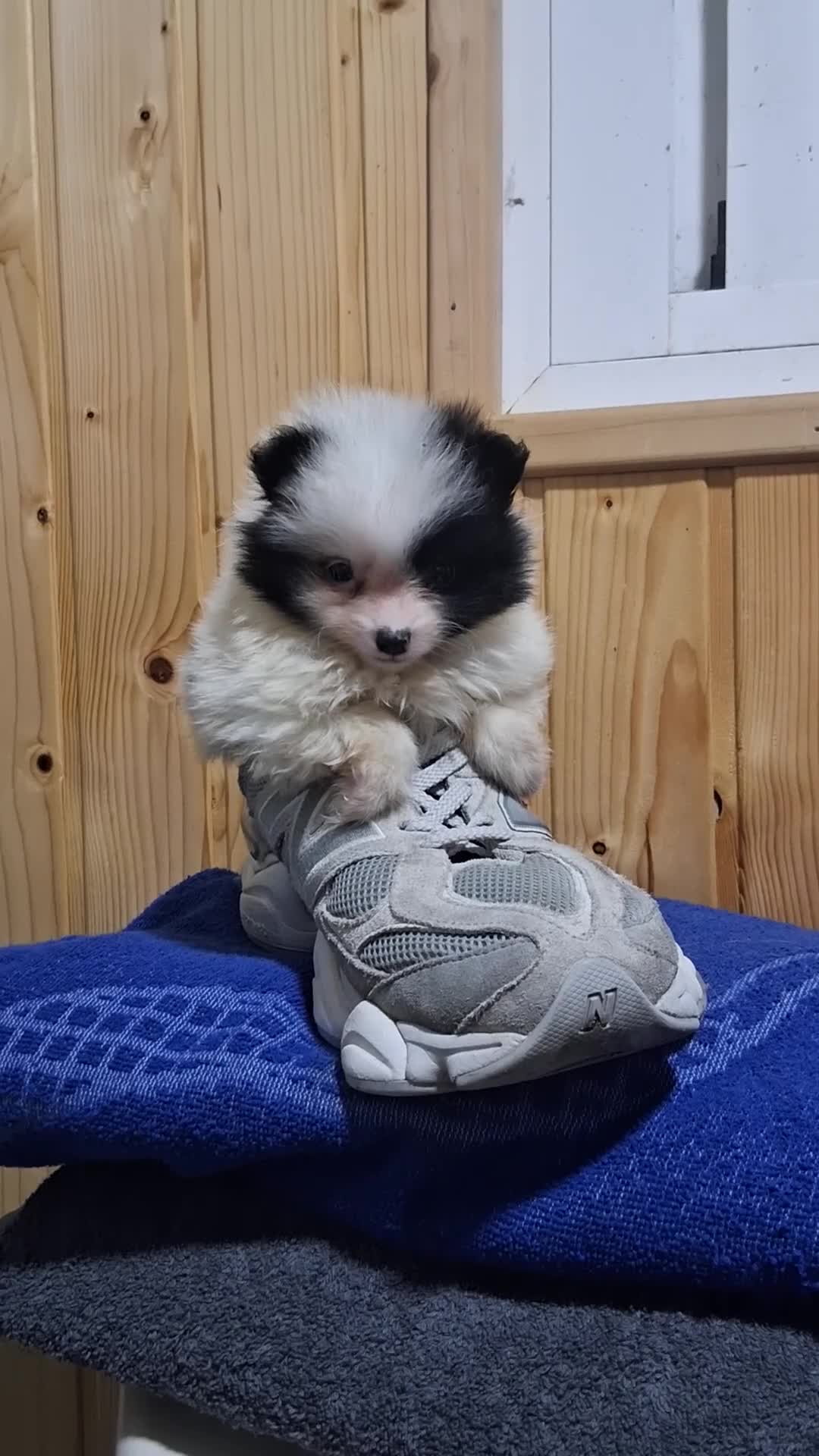 Pomerania perros en venta: Pomeranea  - Video 1