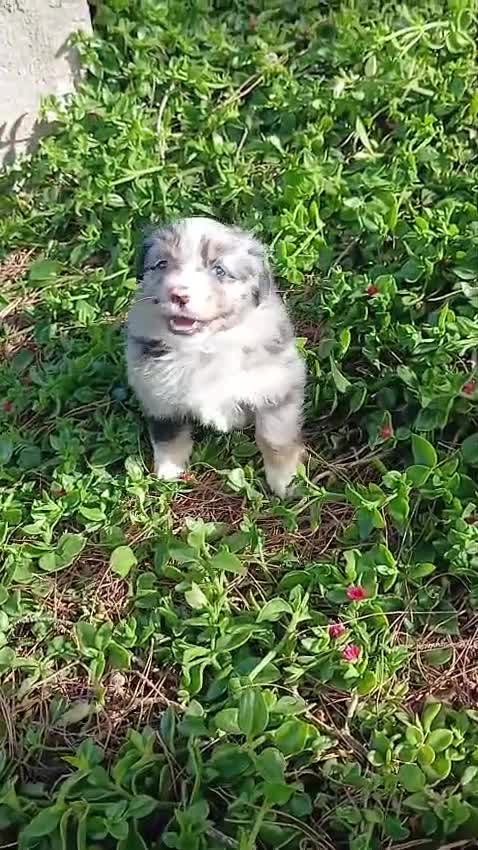 Pastor Miniatura Americano perros en venta: PASTOR AMERICANO MINIATURA  - Video 2