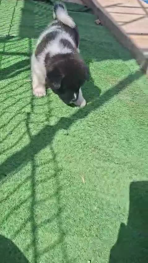 Akita Inu perros en venta: Akita inu  - Video 1