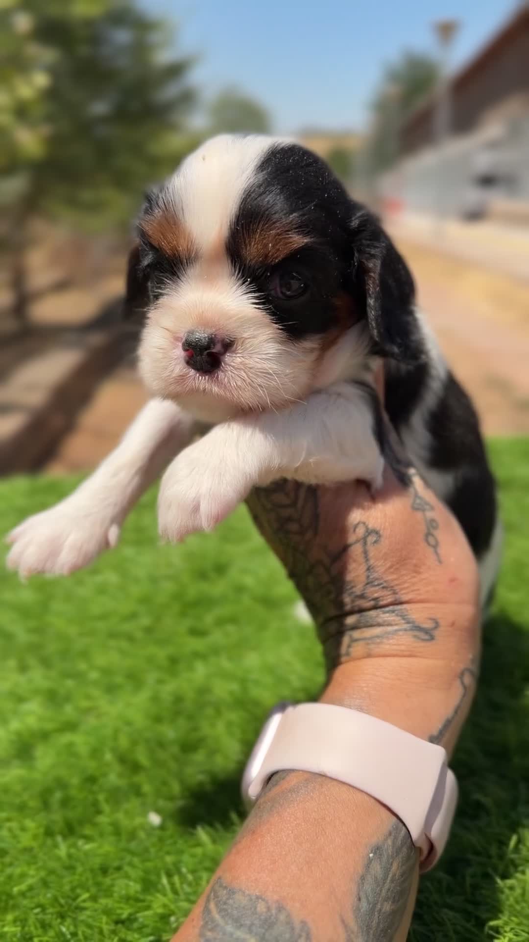 Cavalier King Charles Spaniel perros en venta: Cavalier tricolor hembra  - Video 1