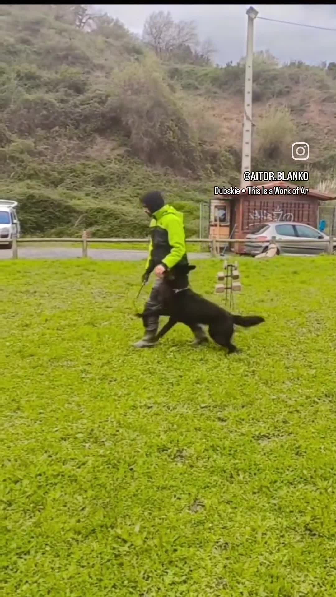 Pastor Alemán perros en venta: Disponibles cachorros pastor aleman de trabajo - Video 3