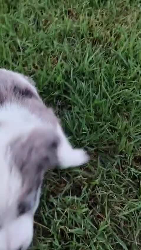 Border Collie perros en venta: Border collie - Video 1