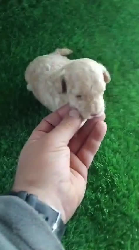 Caniche Toy perros en venta: Hembra caniche toy apricot diminuta  - Video 1