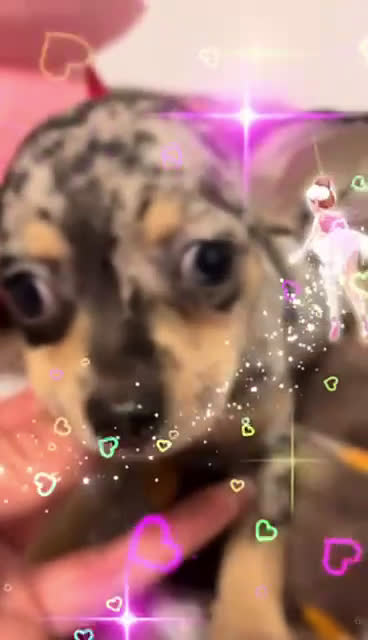 Chihuahua perros en venta: Chihuahua merle  - Video 1