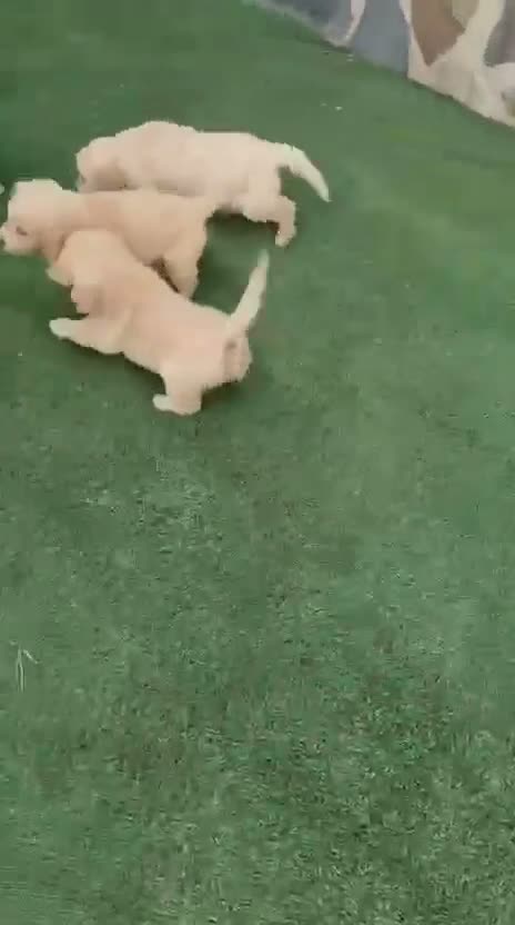 Golden Retriever perros en venta: Golden Retriever  - Video 1