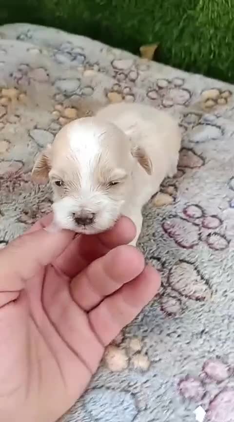 Maltipoo perros en venta: Preciosa camada de maltipoo toy - Video 4