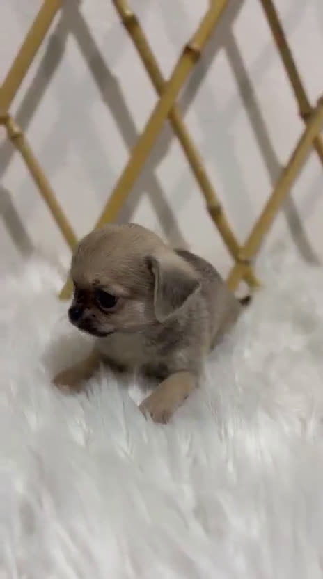 Chihuahua perros en venta: CHIHUAHUA MINI TOY COLOR ARENA - Video 1
