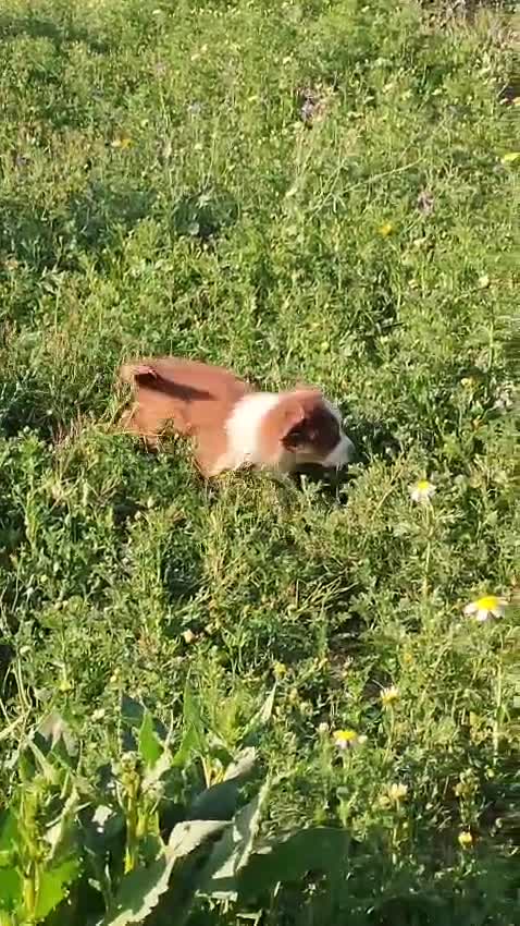 Pastor Australiano perros en venta: PASTOR AUSTRALIANO  - Video 2