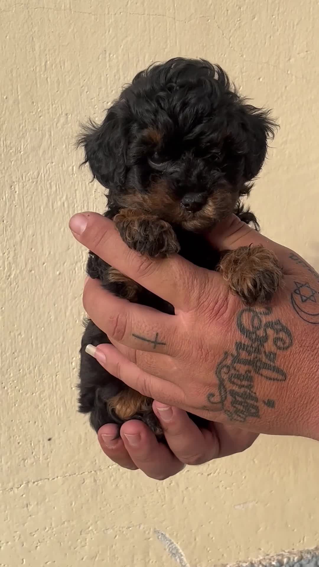 Caniche Toy perros en venta: Caniche toy - Video 1
