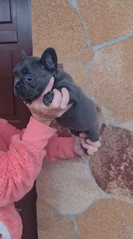 Bulldog Francés perros en venta: ‼️‼️BULLDOG FRANCES EXÓTICOS - Video 3