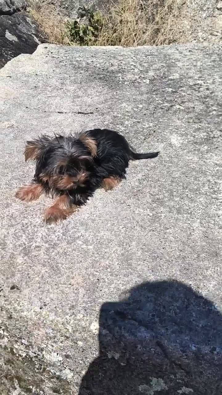 Yorkshire Terrier perros en venta: Yorkshire macho toy - Video 1