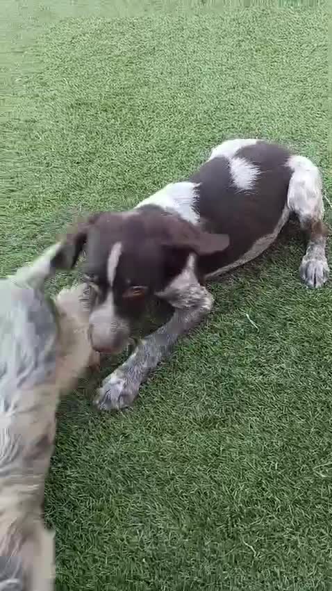 Épagneul Breton perros en venta: Bretona en adopción  - Video 1