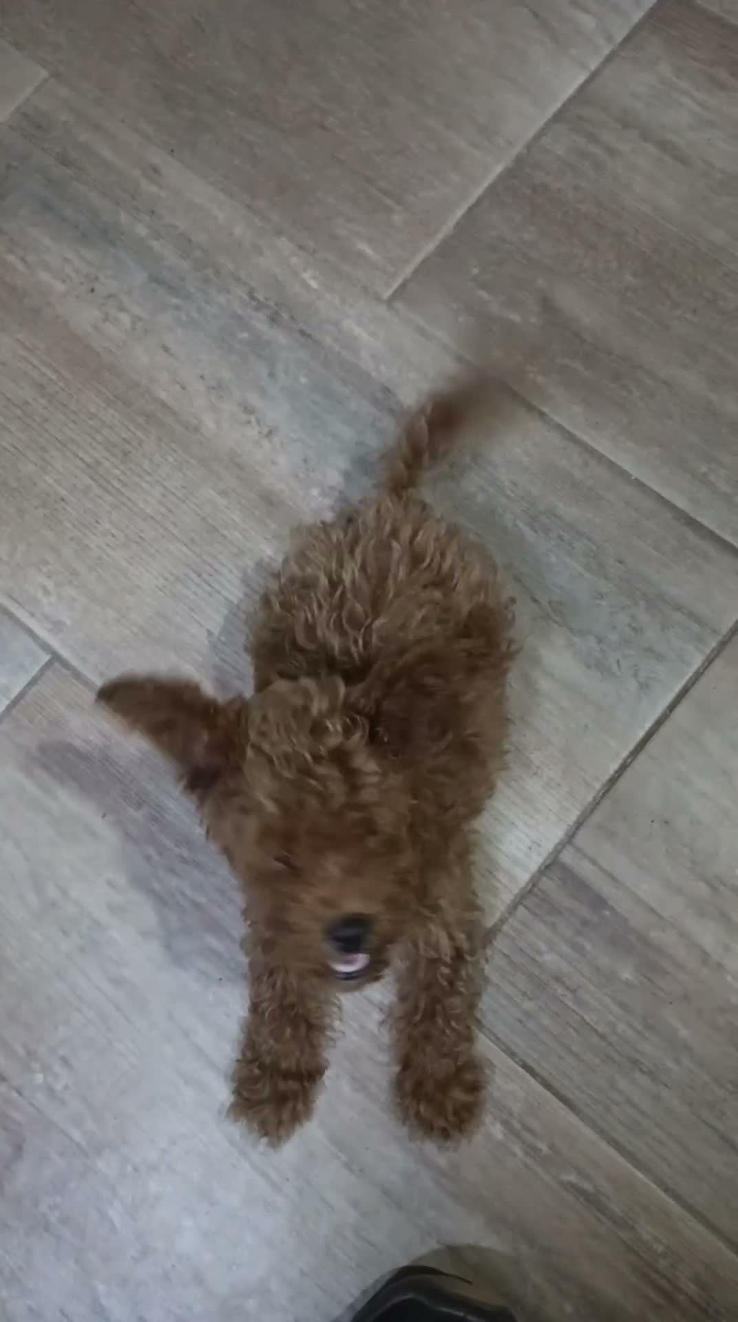 Caniche Toy perros en venta: Caniche toy - Video 1