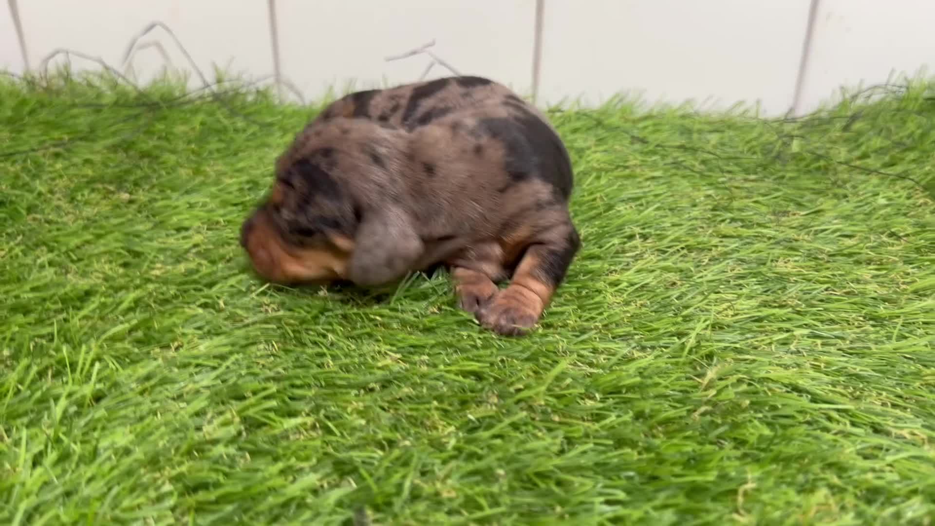 Teckel Miniatura perros en venta: Cachorros de Teckel miniatura arlequín  - Video 1