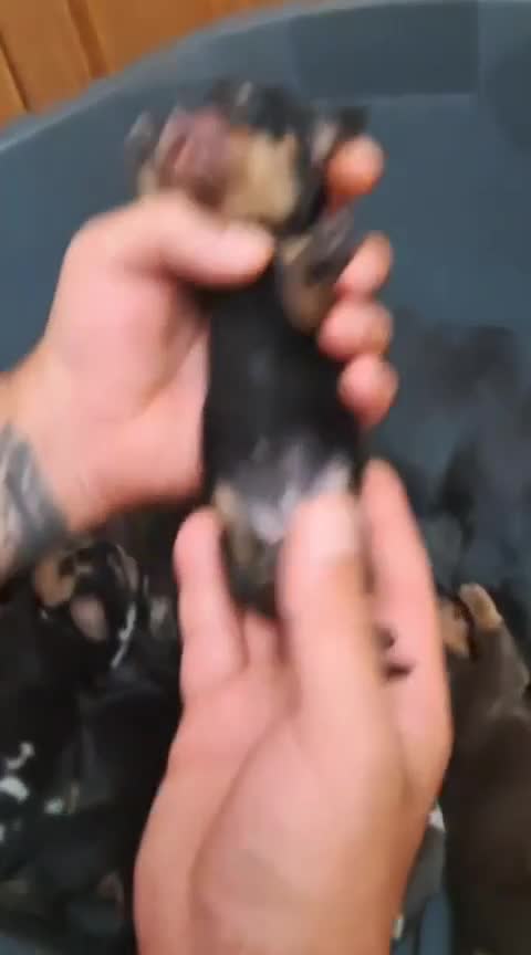 Teckel Miniatura perros en venta: Camada teckel miniatura  - Video 2