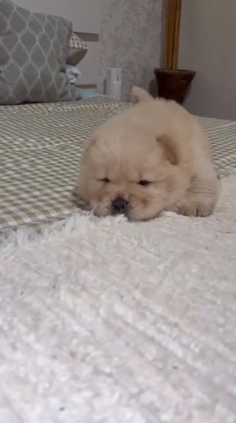 Chow Chow perros en venta: Chow Chow Crema bolita peluda Macho  - Video 1