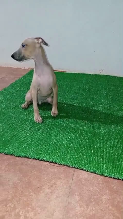 Pequeño Lebrel Italiano perros en venta: PICCOLO - Video 2