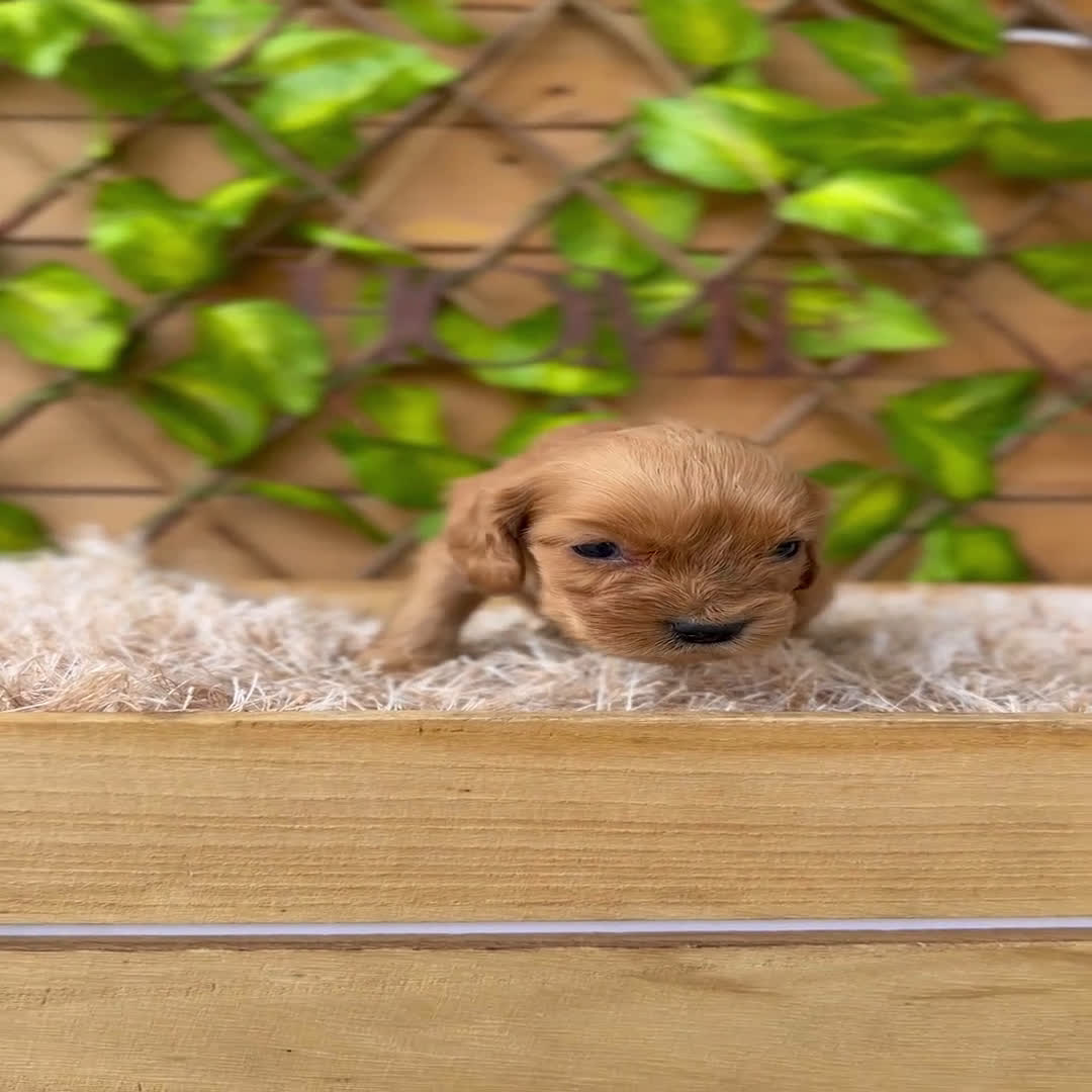 Cocker Spaniel Inglés perros en venta: Camada de Zaida  - Video 2