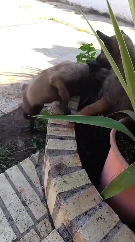 Pastor Belga Malinois perros en venta: Disponible Pastor belga Malinois Hembra  - Video 1