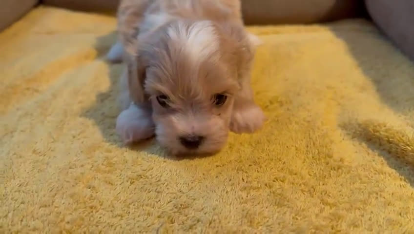 Maltipoo perros en venta: MALTIPOO - Video 4