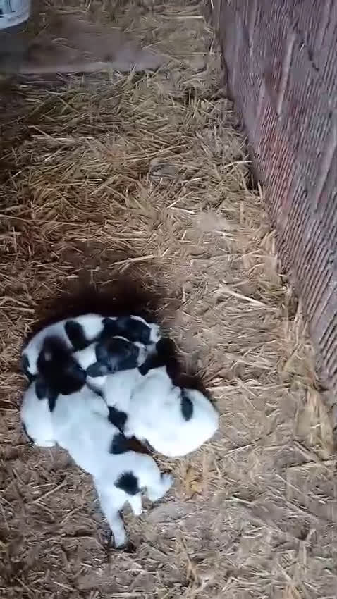Braco Alemán de Pelo Corto perros en venta: Camada Braco Alemán  - Video 1