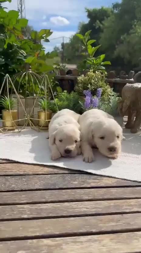 Golden Retriever perros en venta: Golden retriever maravillosas hembras disponibles  - Video 1