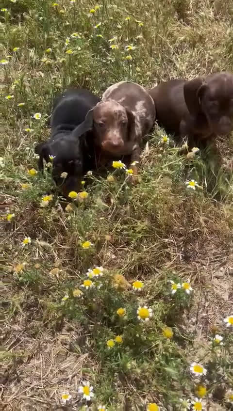 Teckel Miniatura perros en venta: Teckel miniatura  - Video 1