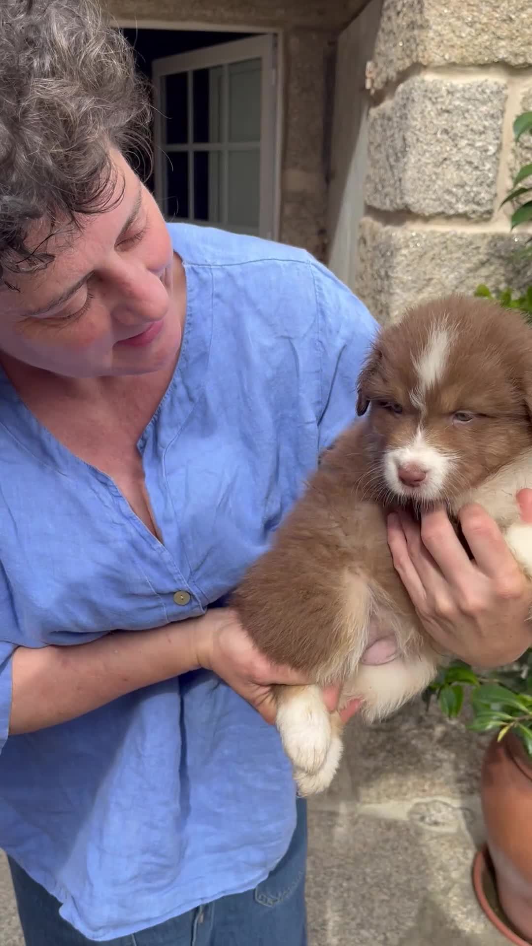 Pastor Australiano perros en venta: Maravillosa camada de Pastor australiano. - Video 1