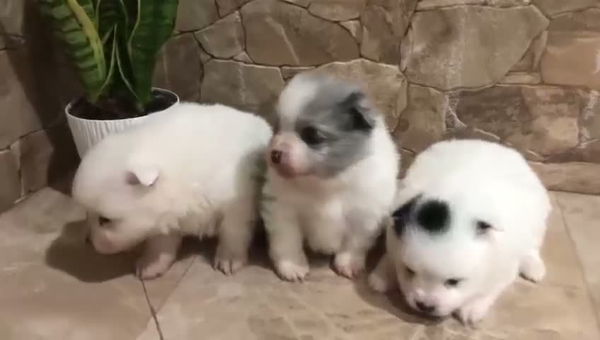 Pomerania perros en venta: Pomeranian - Video 1
