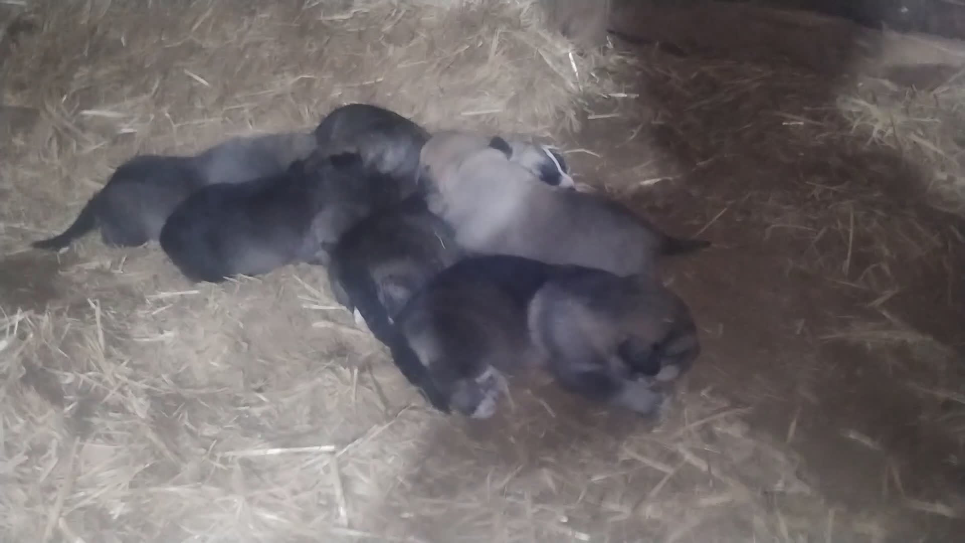 Mastín Español perros en venta: Camada de mastin español  - Video 2