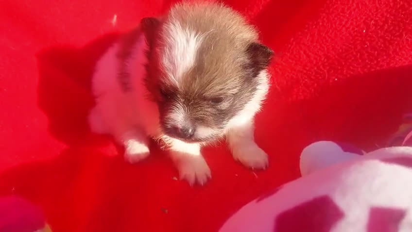 Pomerania perros en venta: LULUS POMERANEAS EXCLUSIVOS - Video 1