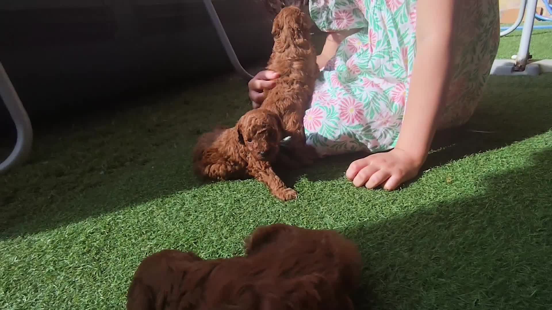 Caniche Toy perros en venta: Preciosos caniches rojos en Madrid - Video 1