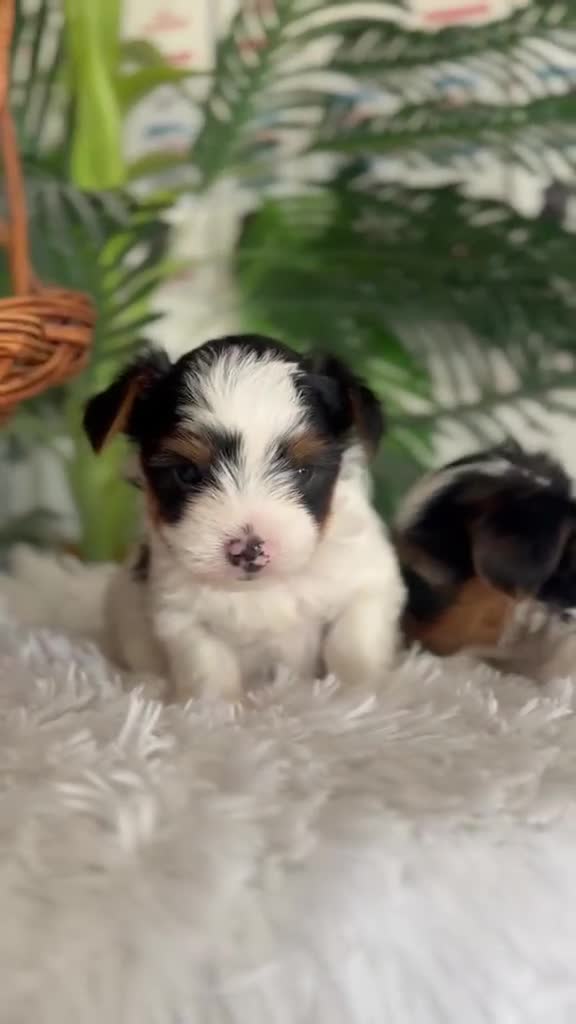 Yorkshire Terrier perros en venta: YORKSHIRE BIEWER - Video 1