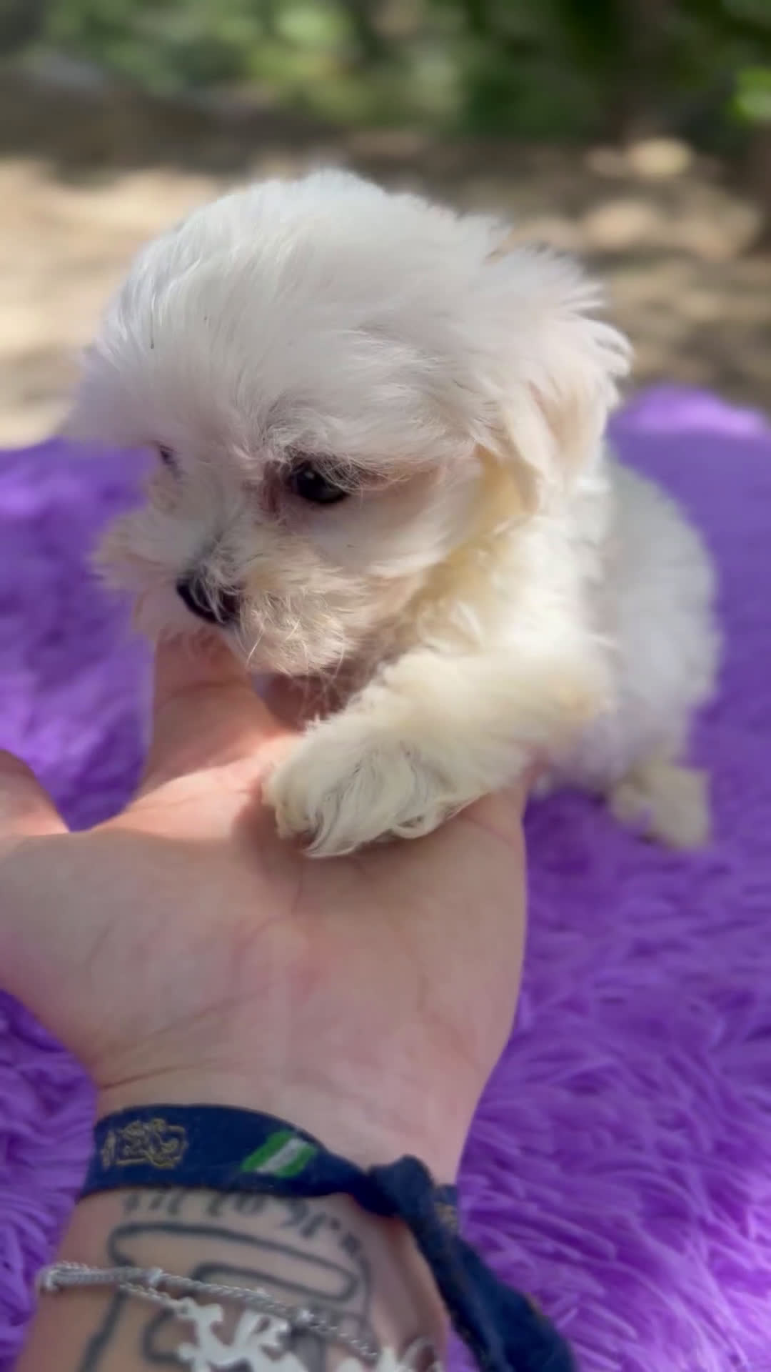 Bichón Maltés perros en venta: Bichon coreana  - Video 1