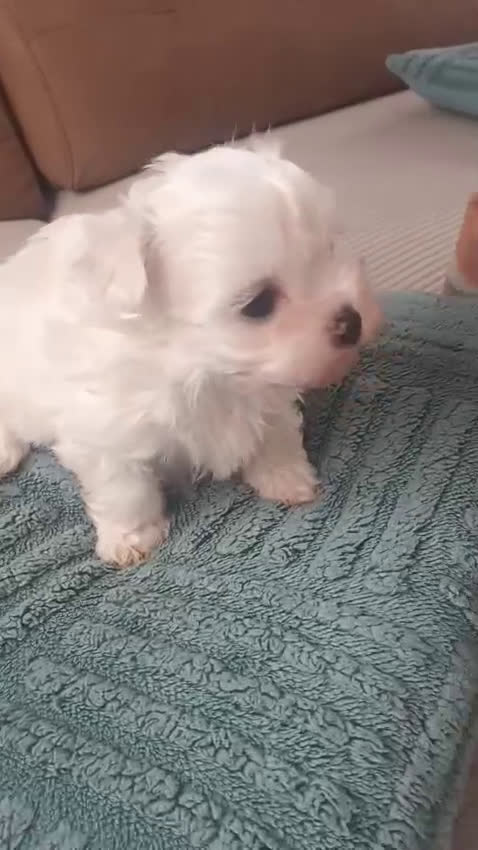 Bichón Maltés perros en venta: Bichón maltés Toy macho línea americana  - Video 2