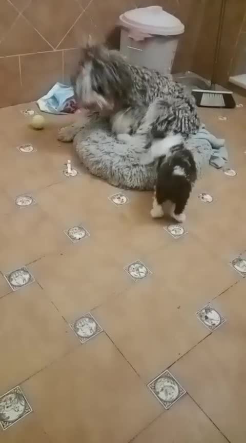 Perro de Agua Español perros en venta: Cachorrita de aguas bicolor en Huelva - Video 1