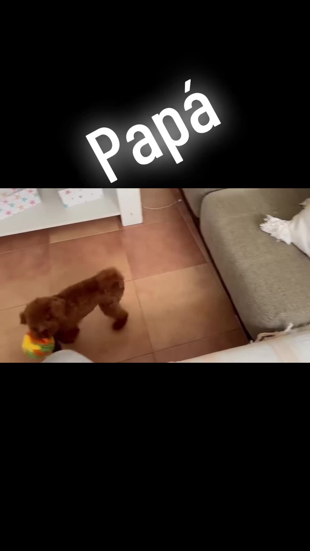 Caniche Toy perros en venta: Caniche  toy hembra y macho !!! - Video 1