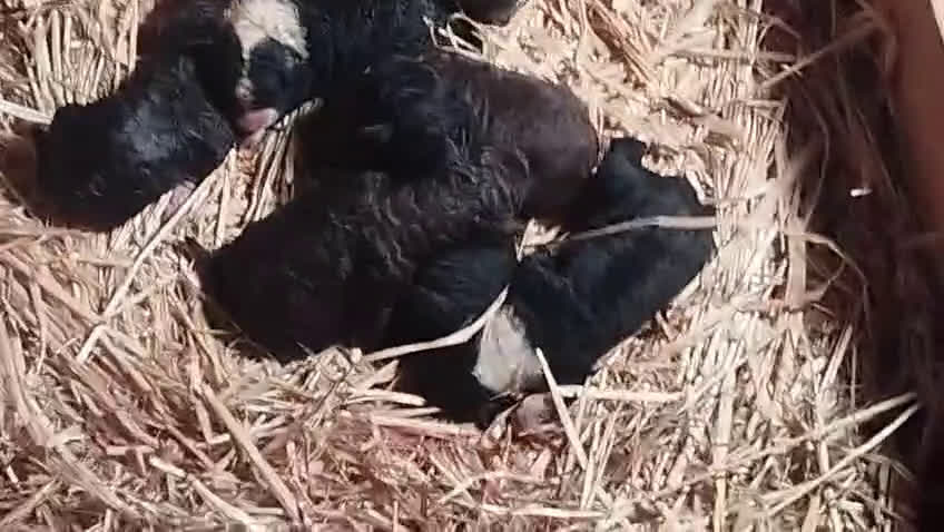 Perro de Agua Español perros en venta: Espectacular camada  - Video 2