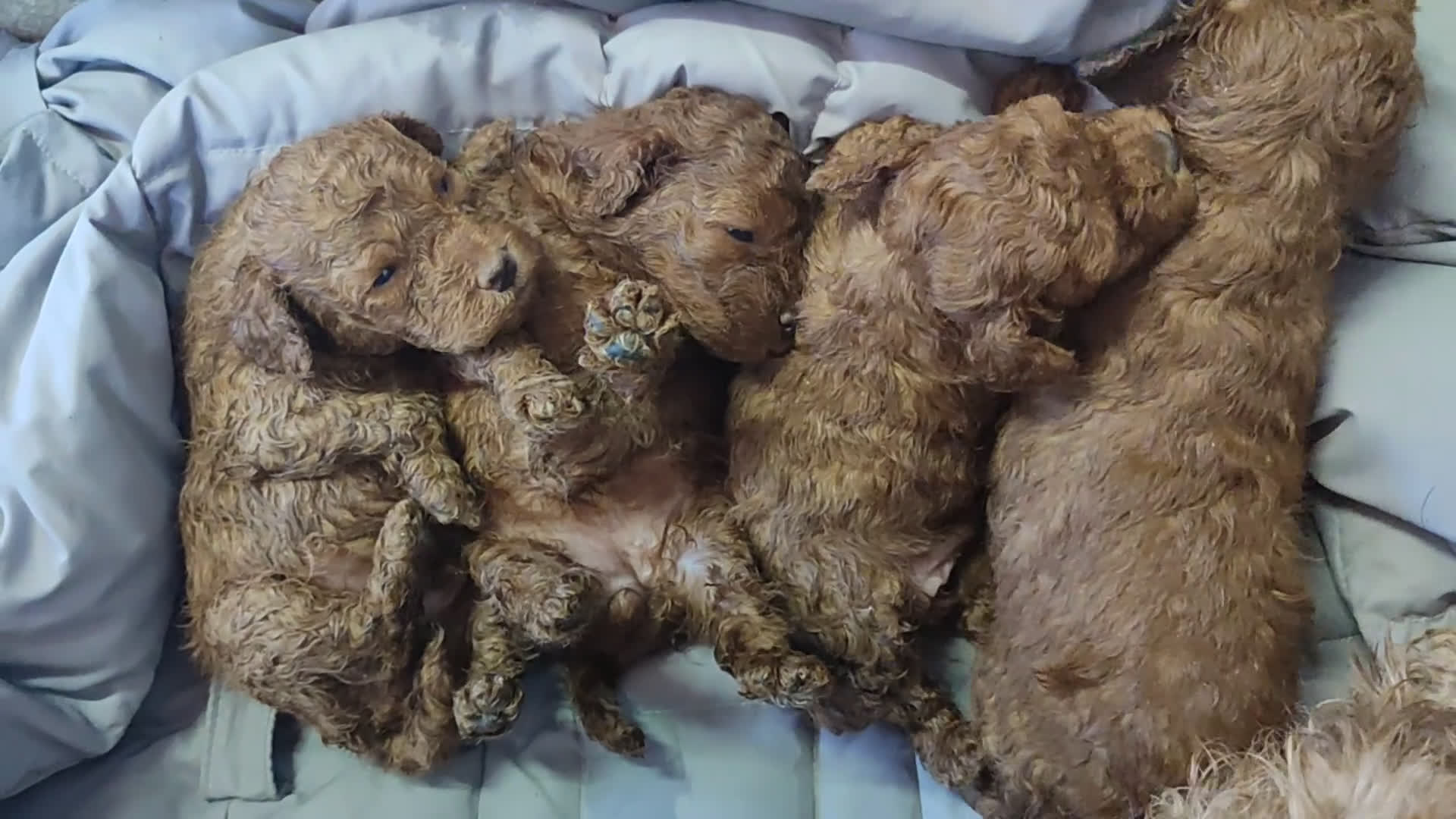 Caniche Toy perros en venta: Caniche toy rojo - Video 1