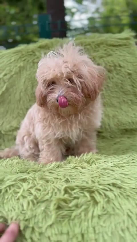 Maltipoo perros en venta: Maltipoo toy  - Video 1