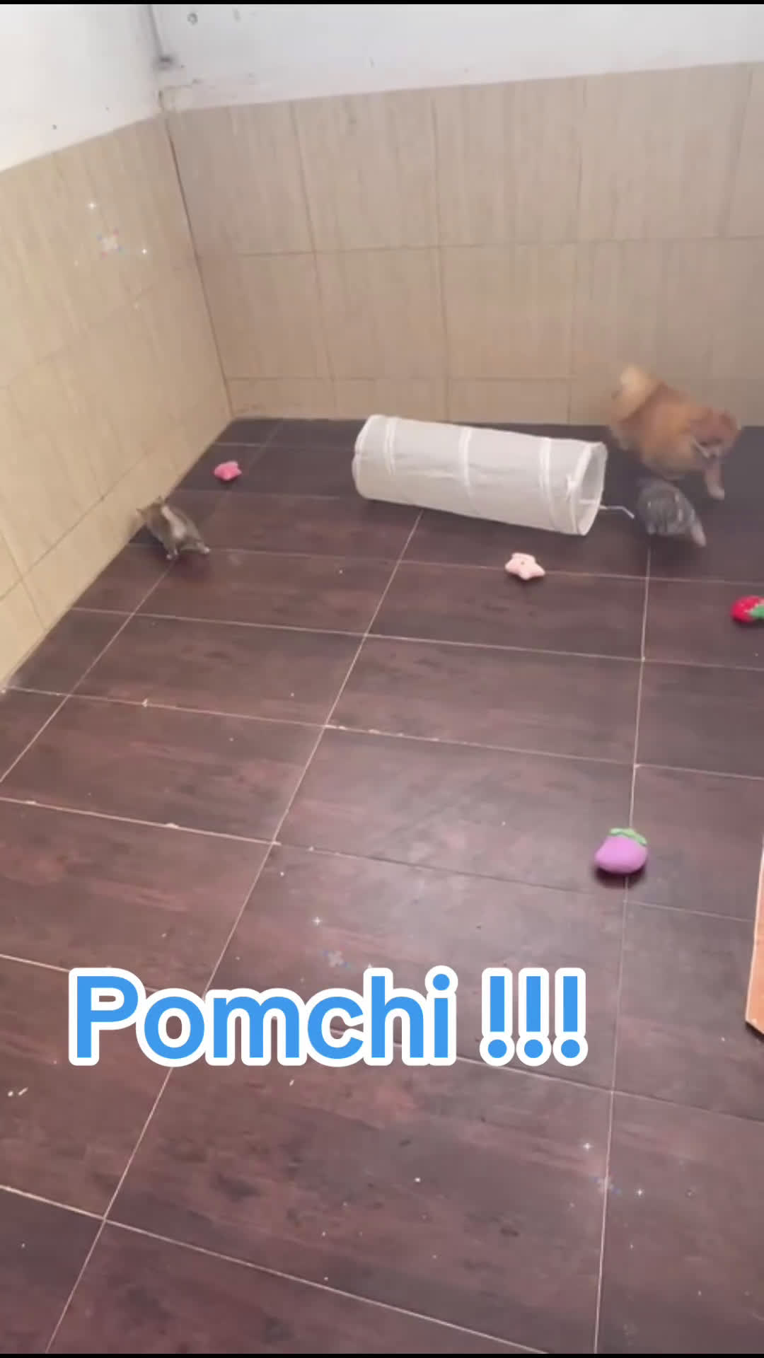 Pomchi perros en venta: Pomchi machos listos para entregar  - Video 1